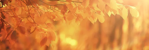 Абстрактный Осенний Фон Листья Желтой Природы Октябрь Обои Сезонные — стоковое фото