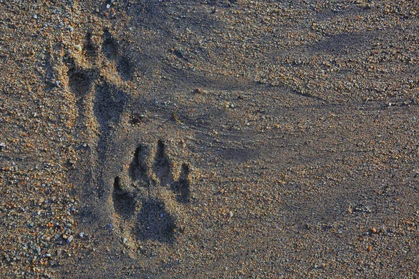 砂犬の足跡抽象的な背景テクスチャビーチ — ストック写真
