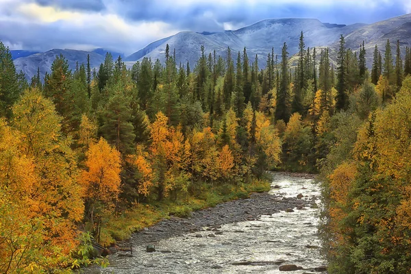 秋の森の風景抽象的な背景黄色の木々の10月のビュー 秋の自然 — ストック写真