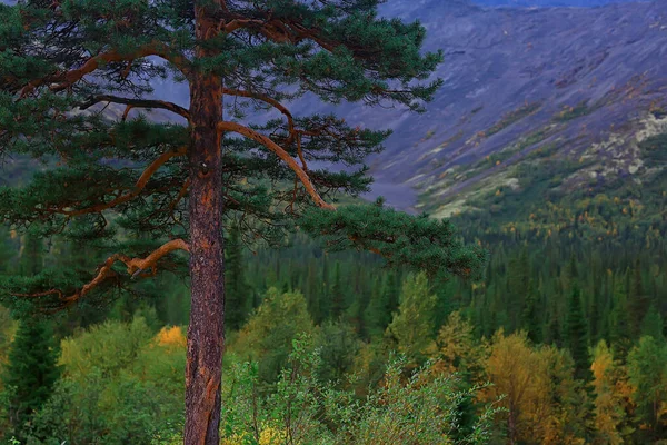 Erdő Hegyekben Táj Gyönyörű Zöld Természet Nyár Háttér Erdő — Stock Fotó