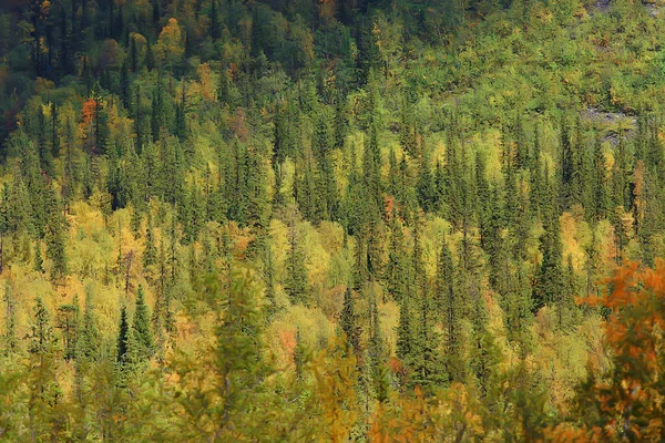 Абстрактная Текстура Осеннего Леса Вид Пейзаж Желтыми Деревьями — стоковое фото
