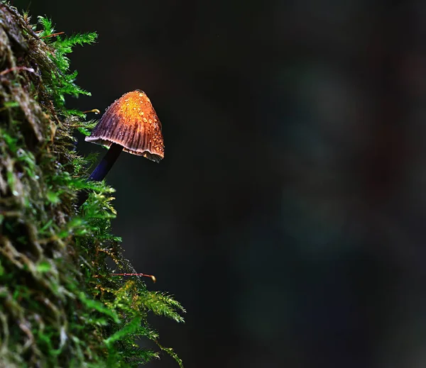 Pequeños Hongos Comestibles Setas Venenosas Bosque Fondo Macro Naturaleza Salvaje —  Fotos de Stock