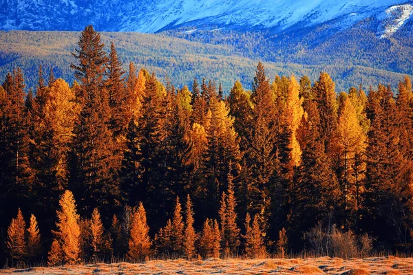 Autunno Foresta Paesaggio Sfondo Astratto Ottobre Vista Alberi Gialli Autunno — Foto Stock