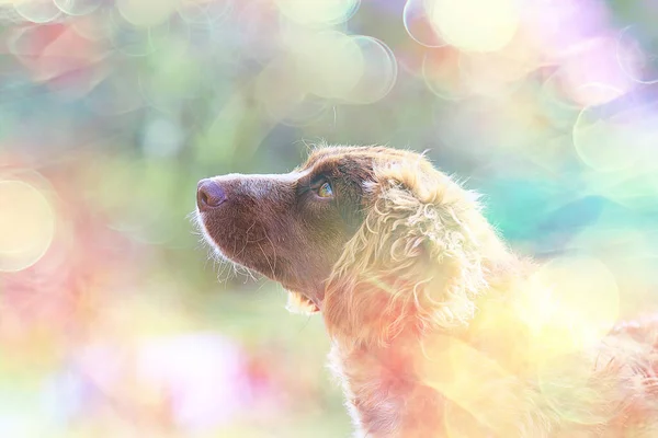 Herrelös Hund Gatan Flisning Sterilisering Djurhem Porträtt Blandhund — Stockfoto