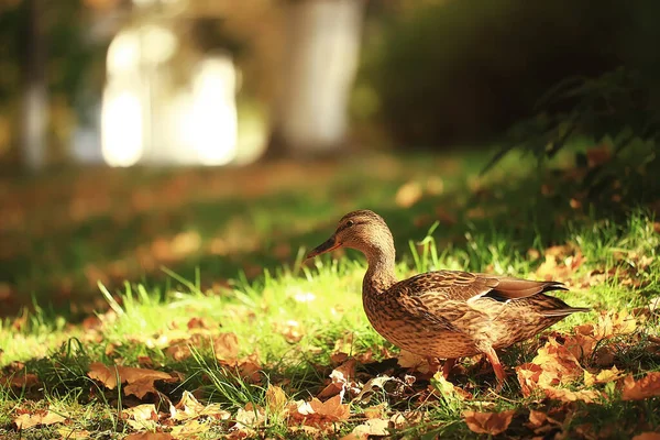 Kachna Podzim Park Divoký Divoká Kachna Podzim Pohled Stěhovavý Pták — Stock fotografie