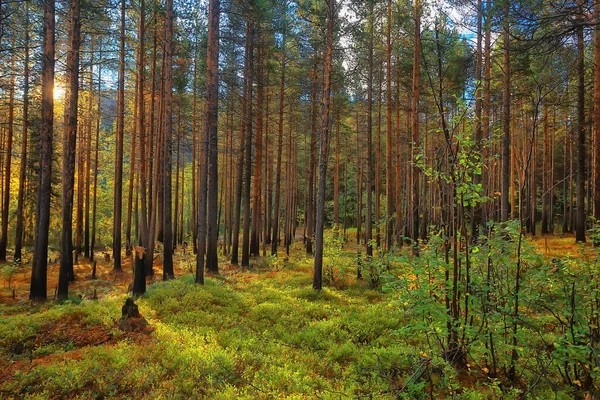 Letní Krajina Lese Pozadí Panorama Příroda Léto Sezóna Krajina Stromy — Stock fotografie