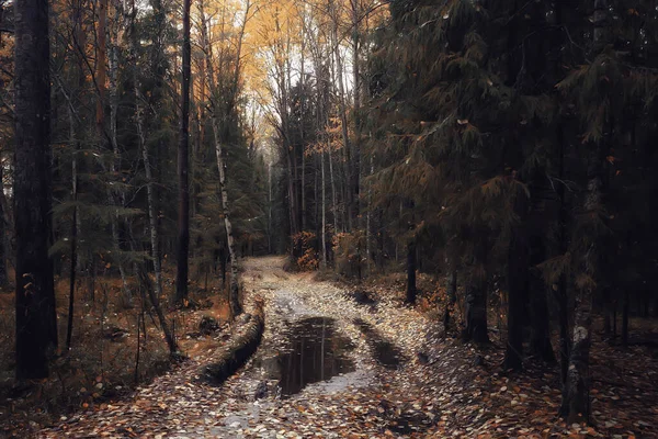 Herbst Taiga Waldlandschaft Blick Auf Die Natur Herbst Den Bergen — Stockfoto