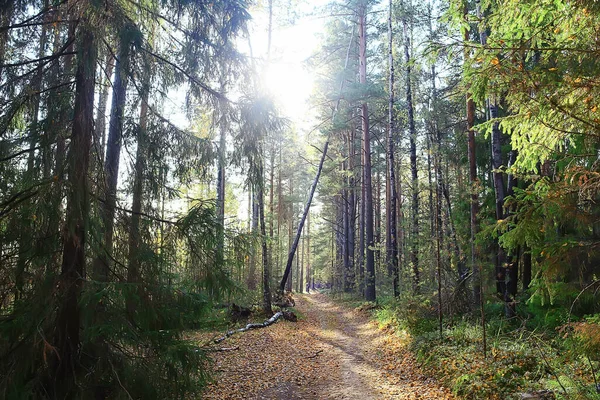 Summer Landscape Forest Background Panorama Nature Summer Season Landscape Trees — Stock Photo, Image