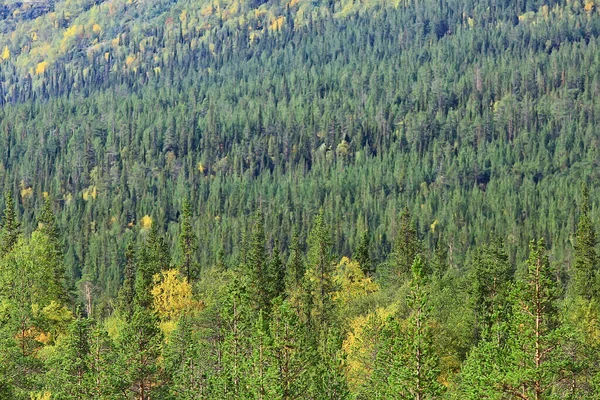 Sonbahar Taiga Orman Manzarası Doğa Manzarası Dağlara Düşüyor — Stok fotoğraf