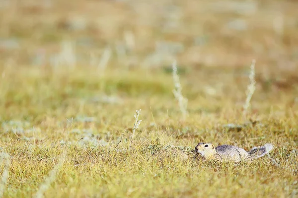 Ekorre Liten Vild Djur Naturen Hösten — Stockfoto