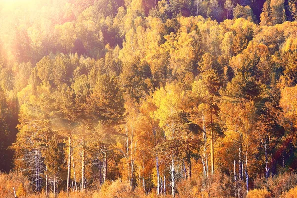Abstract Background Texture Autumn Forest Yellow Trees Pattern Landscape View — Stock Photo, Image