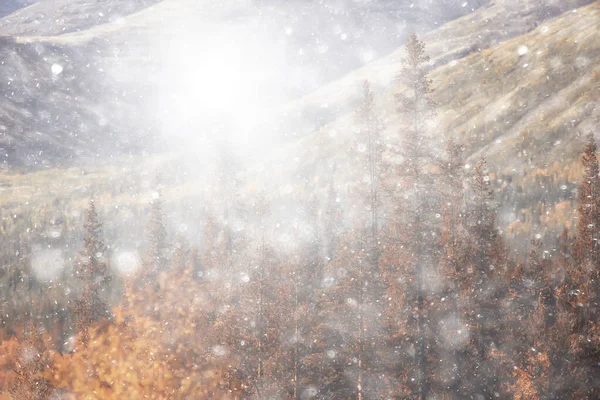 秋の雪景色の背景自然風景冬の最初の雪のテクスチャ — ストック写真
