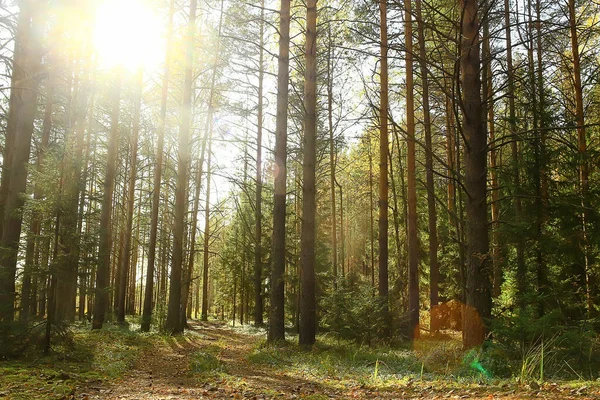 Outono Taiga Floresta Paisagem Natureza Vista Queda Nas Montanhas — Fotografia de Stock