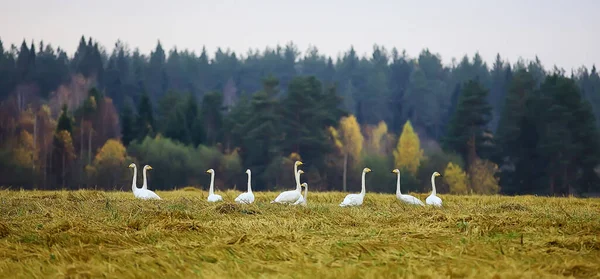 Paisaje Otoñal Bandada Cisnes Bosque Aves Migratorias Migración Estacional Octubre —  Fotos de Stock