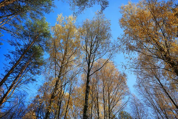 Autumn Taiga Forest Landscape Nature View Fall Mountains — Stock Photo, Image