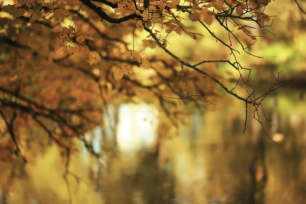 Astratto Autunno Autunno Sfondo Foglie Giallo Natura Ottobre Carta Parati — Foto Stock