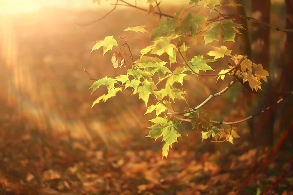 抽象的な秋の背景は黄色の自然を残します10月の壁紙季節 — ストック写真