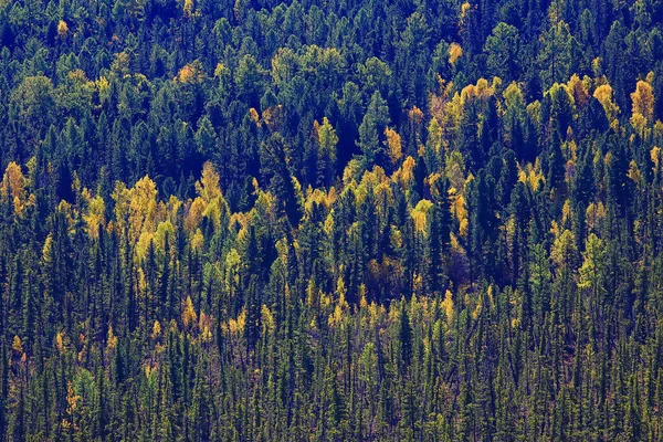 秋の森のアブストラクトな背景テクスチャ黄色の木模様の風景 — ストック写真