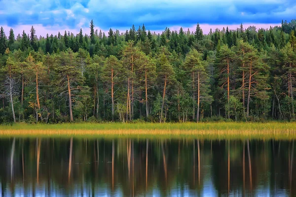 Zomer Landschap Bos Achtergrond Panorama Natuur Zomer Seizoen Landschap Bomen — Stockfoto