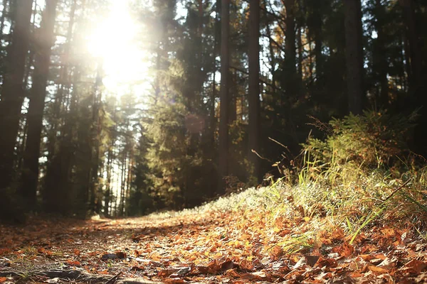 Otoño Taiga Bosque Paisaje Naturaleza Vista Caer Las Montañas —  Fotos de Stock