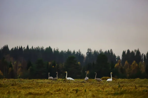 秋の風景 森の中の白鳥の群れ 渡り鳥 10月の季節移動 — ストック写真