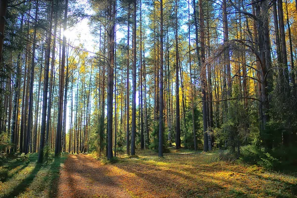 森の中の夏の風景パノラマ自然夏の風景木 — ストック写真