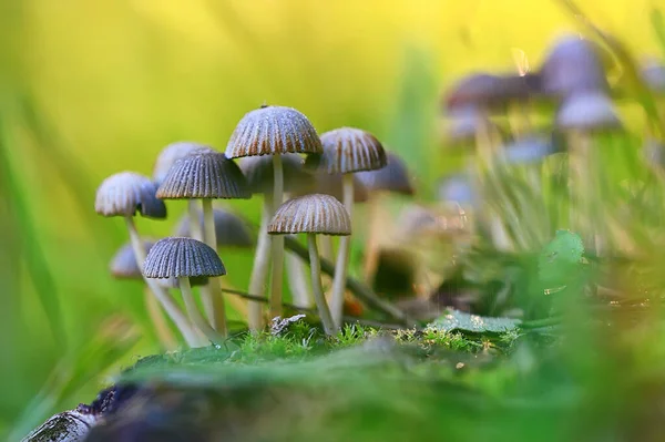 Small Inedible Mushrooms Poisonous Mushrooms Forest Background Macro Nature Wild — Stock Photo, Image