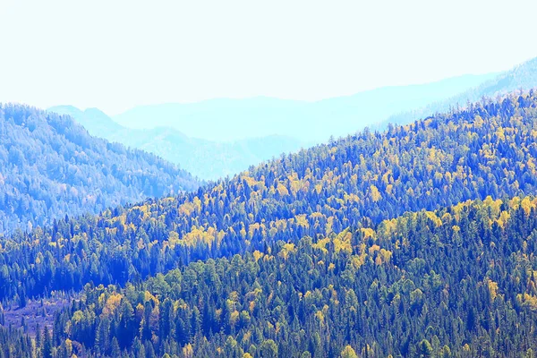 Abstrato Fundo Textura Floresta Outono Árvores Amarelas Padrão Paisagem Vista — Fotografia de Stock