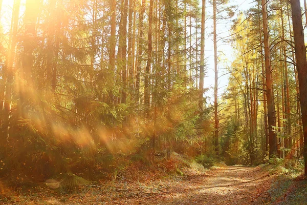 Zomer Landschap Bos Achtergrond Panorama Natuur Zomer Seizoen Landschap Bomen — Stockfoto