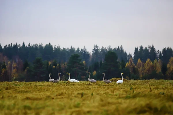 秋の風景 森の中の白鳥の群れ 渡り鳥 10月の季節移動 — ストック写真