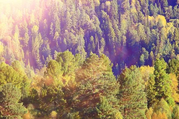 Abstrato Fundo Textura Floresta Outono Árvores Amarelas Padrão Paisagem Vista — Fotografia de Stock