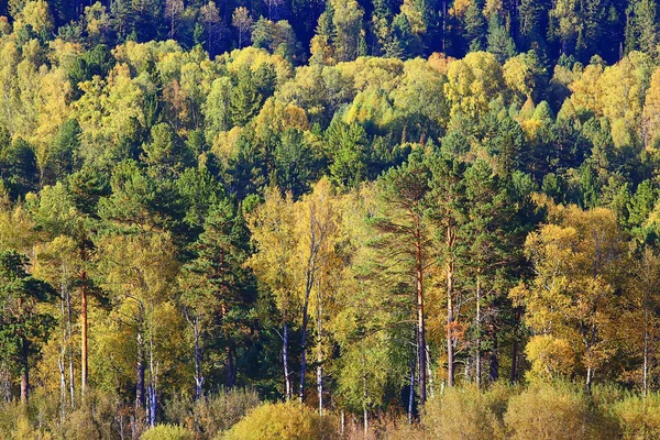 Astratto Sfondo Texture Autunno Foresta Giallo Alberi Modello Paesaggio Vista — Foto Stock