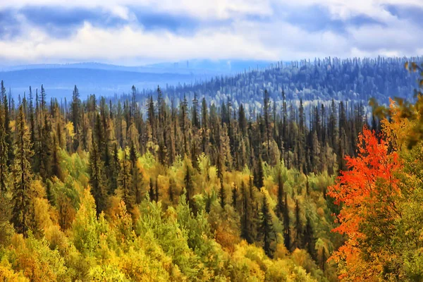 Forest Mountains Landscape Beautiful Green Nature Summer Background Forest — Stock Photo, Image