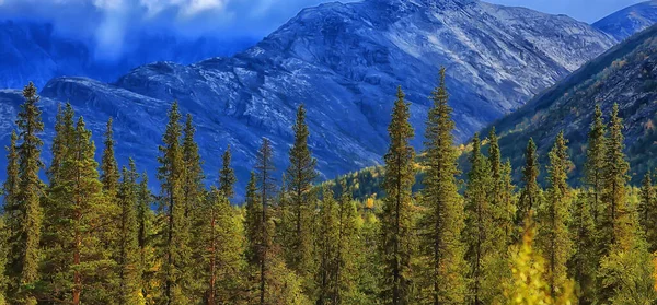 Skog Bergen Landskap Vacker Grön Natur Sommar Bakgrund Skog — Stockfoto