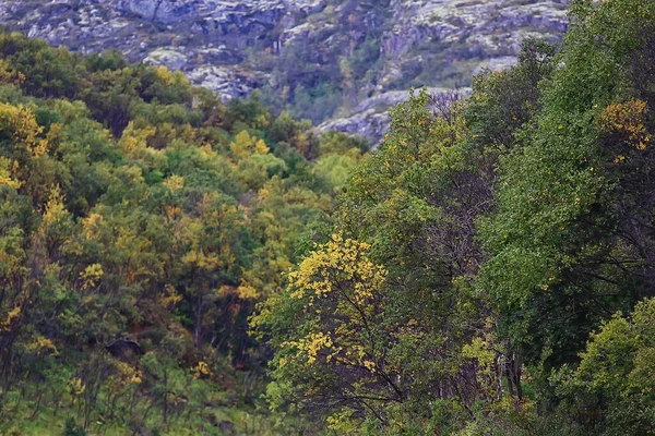 Abstract Background Texture Autumn Forest Yellow Trees Pattern Landscape View — Stock Photo, Image