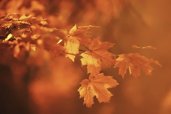 Abstrakt Herbst Herbst Hintergrund Blätter Gelb Natur Oktober Tapete Saisonal — Stockfoto