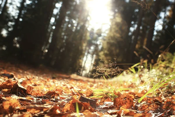 Automne Forêt Paysage Abstrait Fond Octobre Vue Dans Les Arbres — Photo