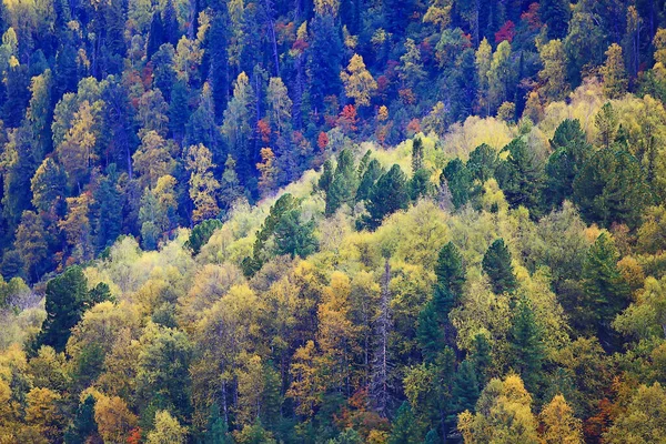 秋の森のアブストラクトな背景テクスチャ黄色の木模様の風景 — ストック写真