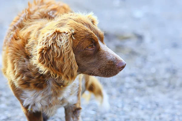 Straßenhund Auf Der Straße Chippen Sterilisation Tierheim Portrait Von Mischlingshund — Stockfoto