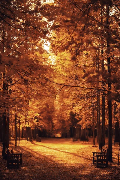Скамейка Осеннем Парке Абстрактная Ландшафтная Прогулка Спокойная Жизнь — стоковое фото