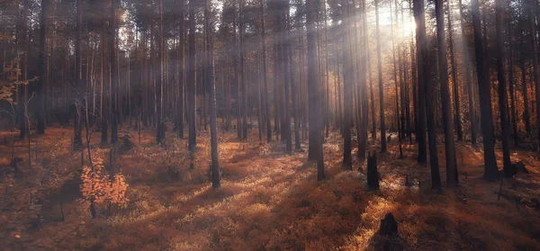 Herfst Bos Landschap Abstracte Achtergrond Oktober Uitzicht Gele Bomen Herfst — Stockfoto