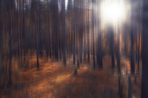 Suddig Bakgrund Höst Natur Landskap Abstrakt Suddig Bokeh Syn Fallträd — Stockfoto