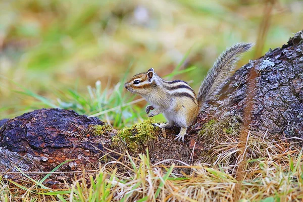 Chipmunk Animal Selvagem Pequeno Esquilo Bonito — Fotografia de Stock