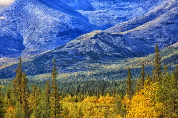 Skog Bergen Landskap Vacker Grön Natur Sommar Bakgrund Skog — Stockfoto