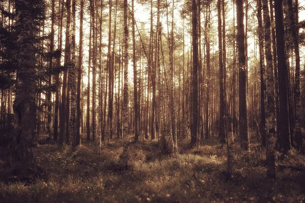 Autumn Forest Landscape Abstract Background October View Yellow Trees Fall — Stock Photo, Image