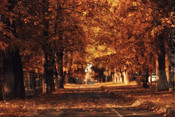 Alley Autumn Park Landscape Fall Yellow Road Seasonal Landscape October — Stock Photo, Image