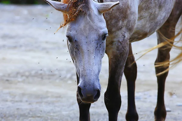 insects bite the horse, gadflies and flies attack the horse wildlife insect protection farm