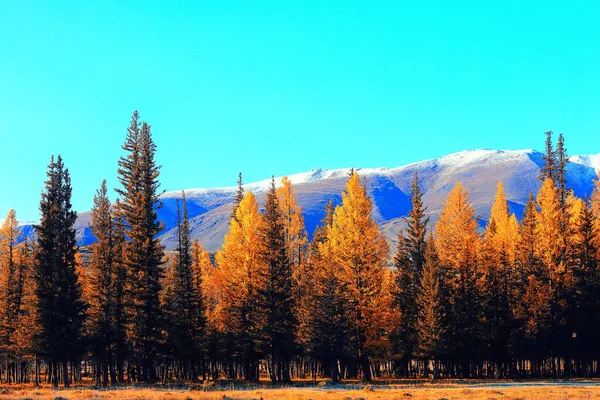 Automne Forêt Montagnes Panorama Arbres Paysagers Nature Saison Jaune — Photo