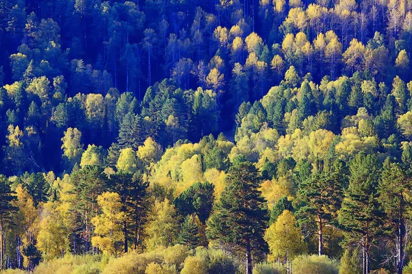 Foresta Montagna Paesaggio Bello Verde Natura Estate Sfondo Foresta — Foto Stock