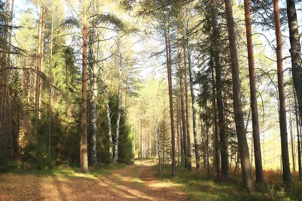 Sommar Landskap Skogen Bakgrund Panorama Natur Sommar Säsong Landskap Träd — Stockfoto